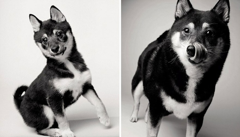 Illustration for article titled A Beautiful Photo Project: The Passage Of Time Through Dogs